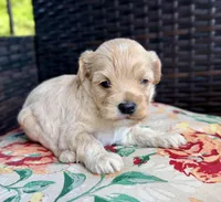 Nella, a female Cockapoo for sale in Wellford, SC – 2 of 3