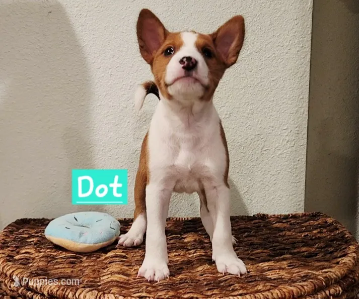 Dot
