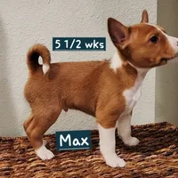 Max, a male Basenji for sale in Lometa, TX – Photo 3 of 8