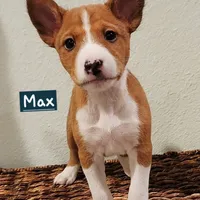 Max, a male Basenji for sale in Lometa, TX – Photo 1 of 8
