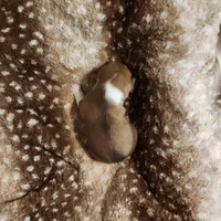 Max, a male Basenji for sale in Lometa, TX – Photo 8 of 8