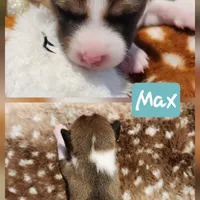 Max, a male Basenji for sale in Lometa, TX – Photo 2 of 8