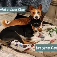 Max, a male Basenji for sale in Lometa, TX – Photo 6 of 8