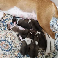 Max, a male Basenji for sale in Lometa, TX – Photo 5 of 8