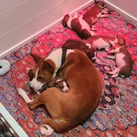 Max, a male Basenji for sale in Lometa, TX – Photo 7 of 8