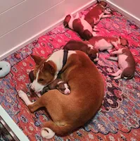 processed/b9832a2c-babe-464f-97a6-d25182734403/listing/3425eec8-6a21-47f1-862e-3fb0f52cecac/dc3bb28c-513e-4df7-86d6-8f3b48d20d60