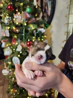 processed/b9832a2c-babe-464f-97a6-d25182734403/listing/79cbc10a-9468-4b91-a049-abe4ed2b35d1/13c31a4a-23ee-4640-9a12-c70f1e221464