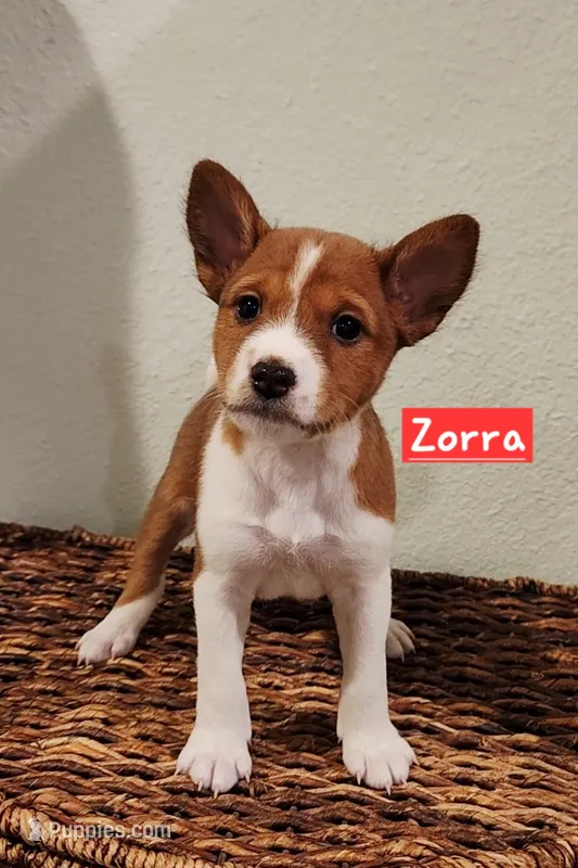 Zorra