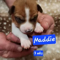 Maddie, a female Basenji for sale in Lometa, TX – Photo 3 of 10