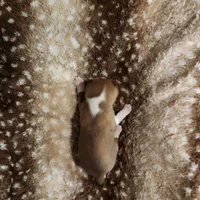 Maddie, a female Basenji for sale in Lometa, TX – Photo 5 of 10