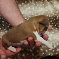 Maddie, a female Basenji for sale in Lometa, TX – Photo 6 of 10