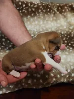 processed/b9832a2c-babe-464f-97a6-d25182734403/listing/8b296b64-c084-4819-b57b-56eff02e3411/a8c79a1d-da8a-4060-9469-25dd4a36d2ed