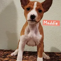 Maddie, a female Basenji for sale in Lometa, TX – Photo 2 of 10
