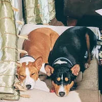 Maddie, a female Basenji for sale in Lometa, TX – Photo 7 of 10