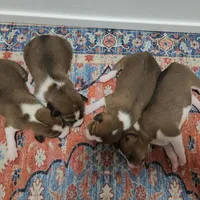 Maddie, a female Basenji for sale in Lometa, TX – Photo 9 of 10