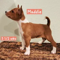 Maddie, a female Basenji for sale in Lometa, TX – Photo 1 of 10