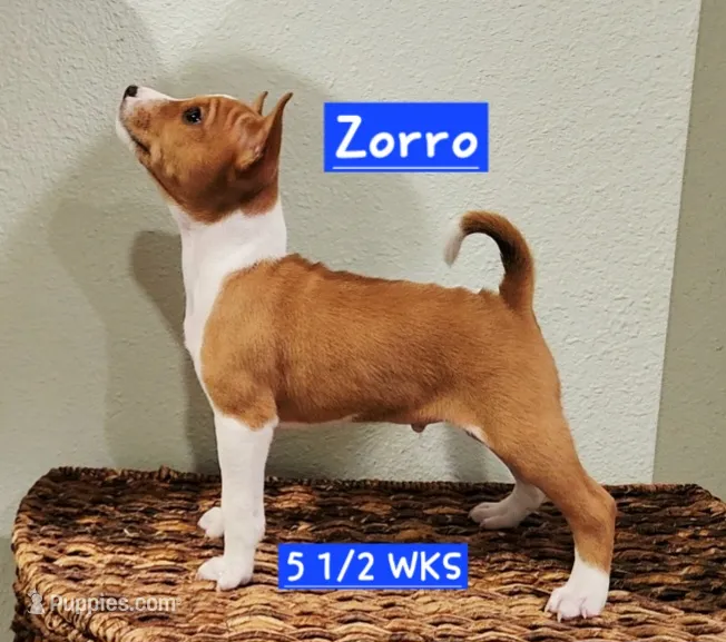 ZORRO