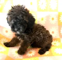 Curly Lou , a female Poodle - Toy  for sale in Lebanon, MO – 2 of 7