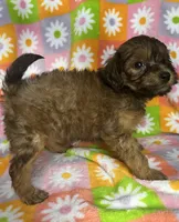 SAGE, a female Havapoo for sale in Lebanon, MO – 5 of 5