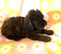 Curly Lou , a female Poodle - Toy  for sale in Lebanon, MO – 4 of 7