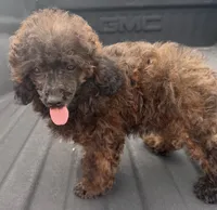 Curly Lou , a female Poodle - Toy  for sale in Lebanon, MO – 3 of 4