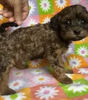 CURLY SUE, a female Havapoo for sale in Lebanon, MO – 3 of 5