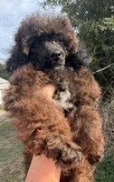 Curly Lou , a female Poodle - Toy  for sale in Lebanon, MO – 4 of 4