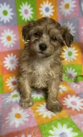 TAFFY, a female Havapoo for sale in Lebanon, MO – 3 of 4