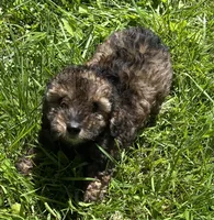 OTTER, a male Poodle - Toy  for sale in Lebanon, MO – 4 of 4