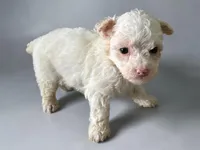 Tiny Mia, a female Poodle - Toy  for sale in Lebanon, MO – Photo 1 of 3