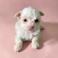 Tiny Mia, a female Poodle - Toy  for sale in Lebanon, MO – Photo 2 of 3