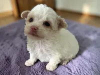 Tiny Mia, a female Poodle - Toy  for sale in Lebanon, MO – Photo 3 of 3