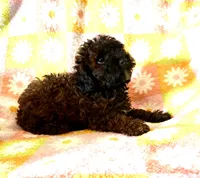 Curly Lou , a female Poodle - Toy  for sale in Lebanon, MO – 3 of 7
