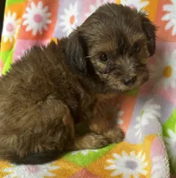 SAGE, a female Havapoo for sale in Lebanon, MO – 2 of 5