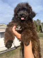 Curly Lou , a female Poodle - Toy  for sale in Lebanon, MO – 1 of 4