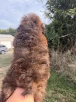Curly Lou , a female Poodle - Toy  for sale in Lebanon, MO – 2 of 4