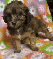 SAGE, a female Havapoo for sale in Lebanon, MO – 3 of 5