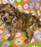 TAFFY, a female Havapoo for sale in Lebanon, MO – 2 of 4