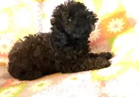 Curly Lou , a female Poodle - Toy  for sale in Lebanon, MO – 7 of 7
