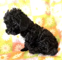 CURLY Q, a female Poodle - Toy  for sale in Lebanon, MO – 2 of 7