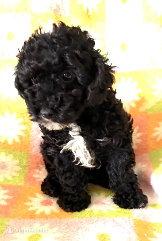 CURLY Q – Poodle - Toy  puppy for sale in Lebanon, MO