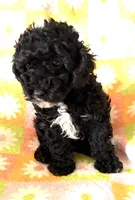 CURLY Q, a female Poodle - Toy  for sale in Lebanon, MO – 1 of 7