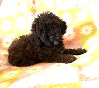 Curly Lou , a female Poodle - Toy  for sale in Lebanon, MO – 5 of 7