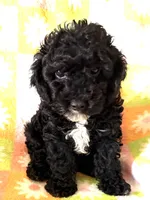 CURLY Q, a female Poodle - Toy  for sale in Lebanon, MO – 5 of 7