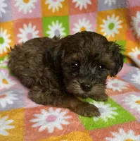 CURLY SUE, a female Havapoo for sale in Lebanon, MO – 1 of 5