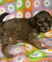 SAGE, a female Havapoo for sale in Lebanon, MO – 4 of 5