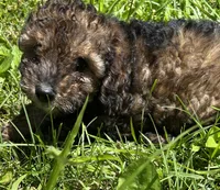 OTTER, a male Poodle - Toy  for sale in Lebanon, MO – 3 of 4