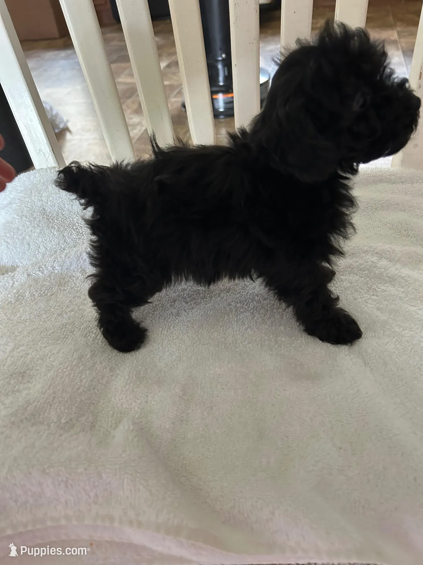 LITTLE JOE  (on Hold for LESLIE), a male Poodle - Toy  for sale in Lebanon, MO – 3 of 3