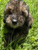OTTER, a male Poodle - Toy  for sale in Lebanon, MO – 2 of 4