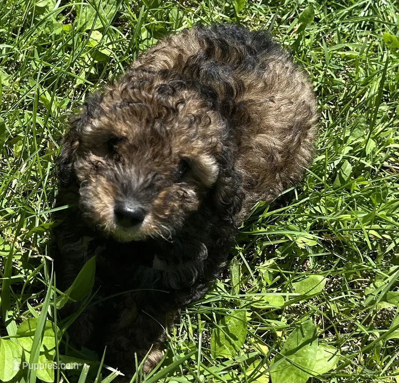 OTTER – Poodle - Toy  puppy for sale in Lebanon, MO